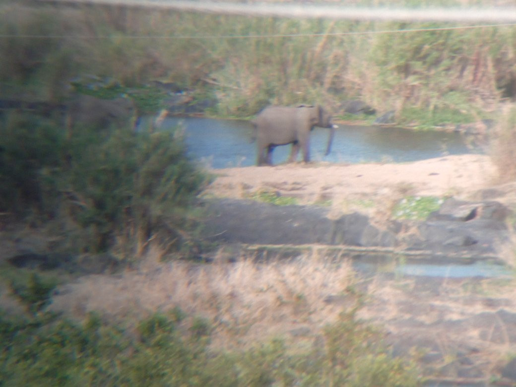 Pumba's Africa主图