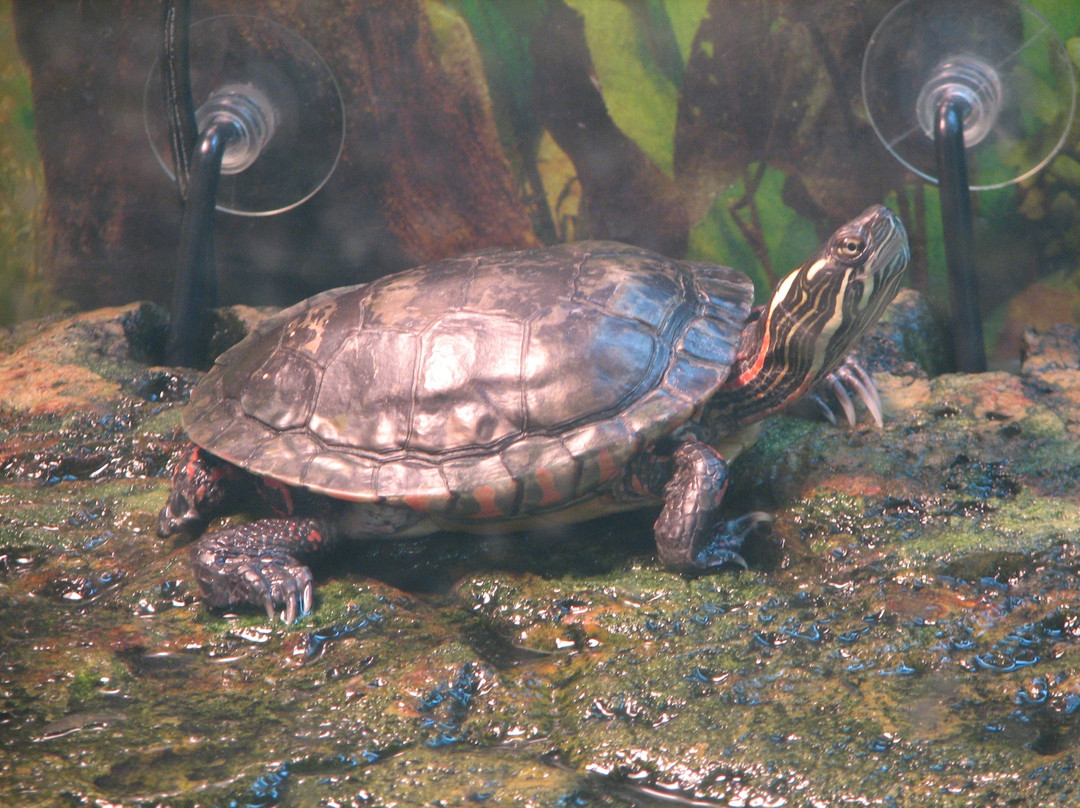 Blandford Nature Center-大急流市必去景点