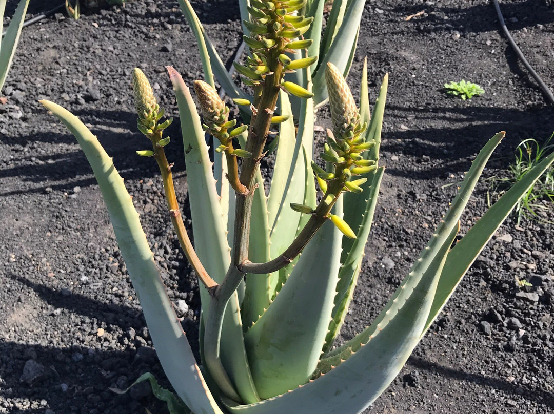 Finca Canarias Aloe Vera景点图片