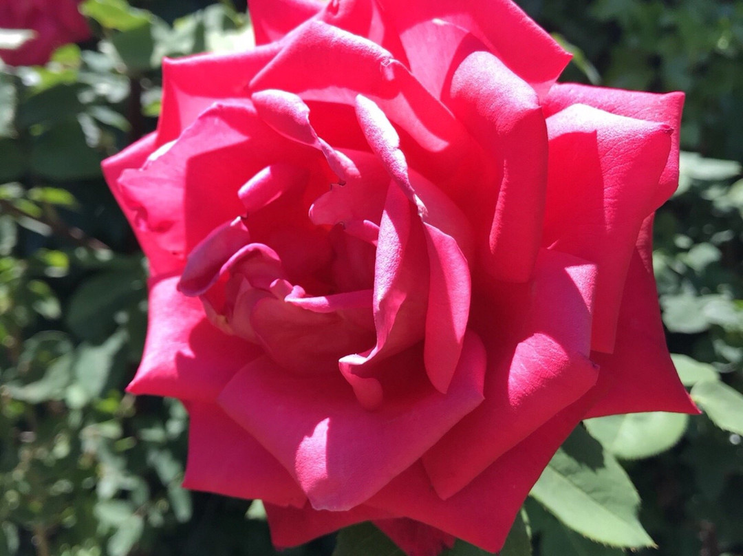 Ishida Rose Garden景点图片