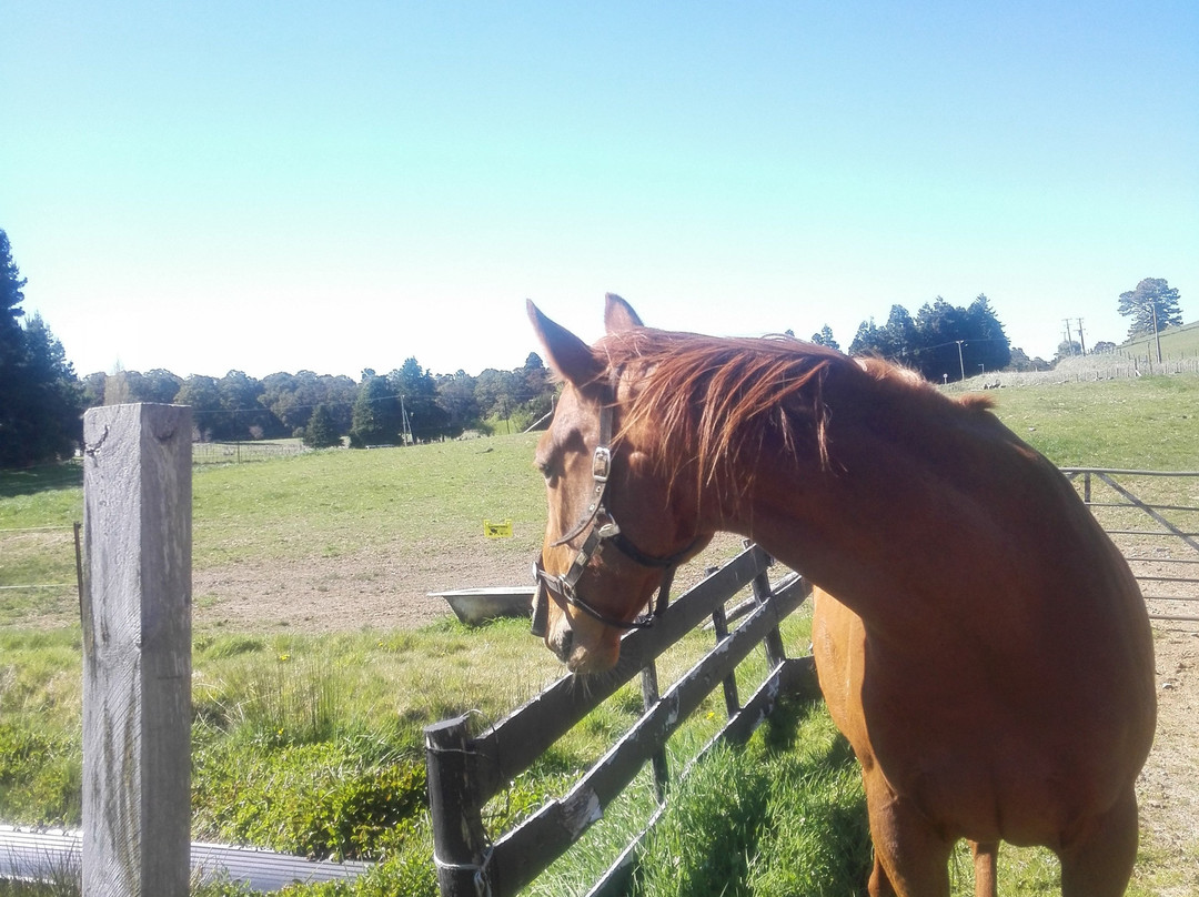 Ruapehu Homestead Horsetrekking景点图片