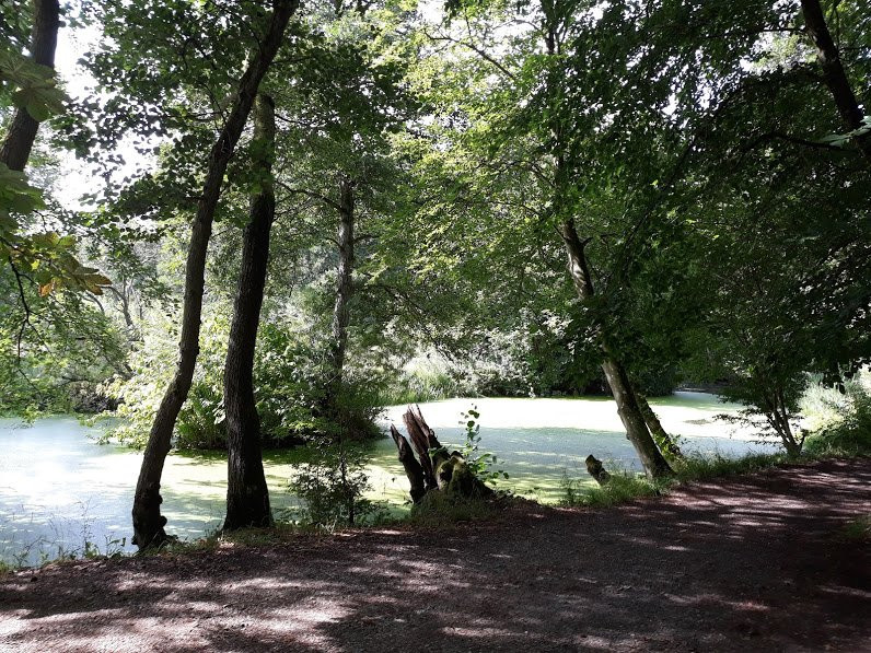 Moesgard Forrest-欧胡斯必去景点