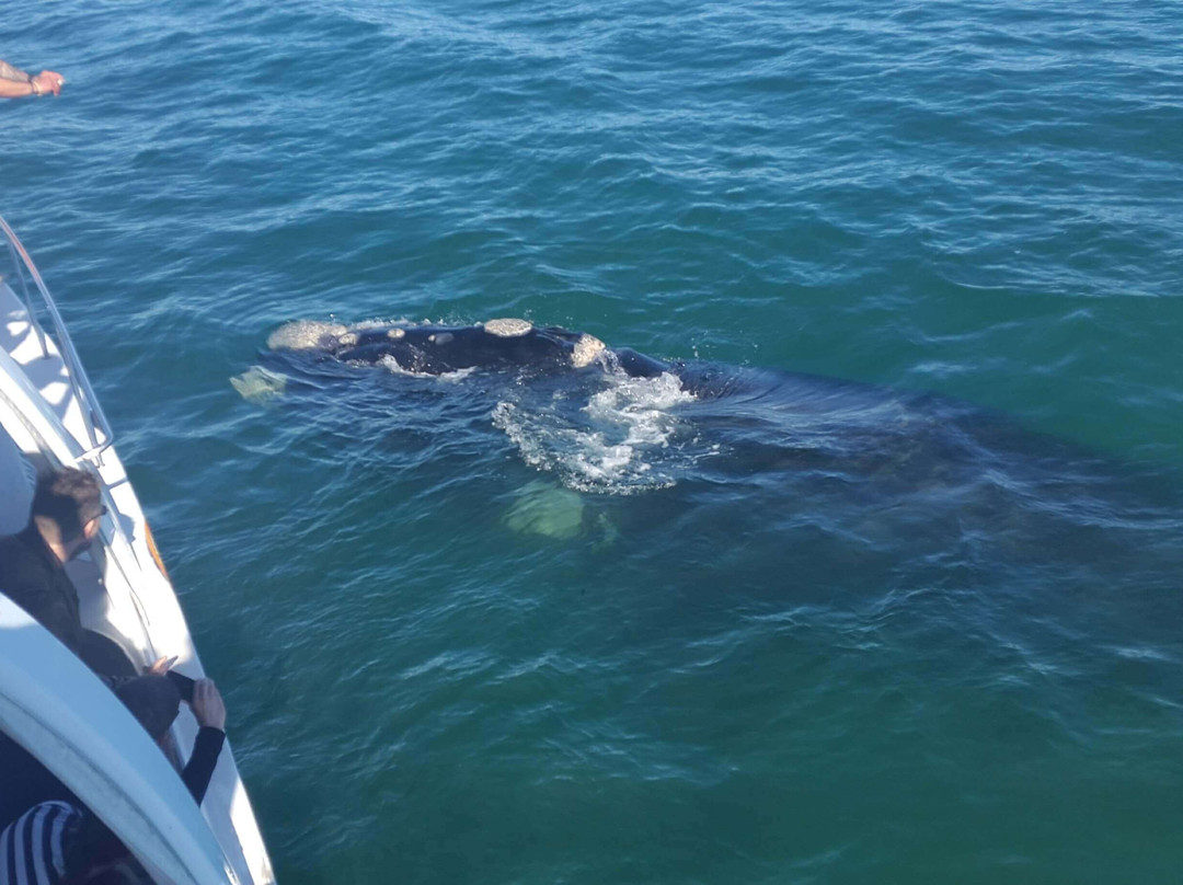 Whale Watching Hermanus-赫曼努斯必去景点