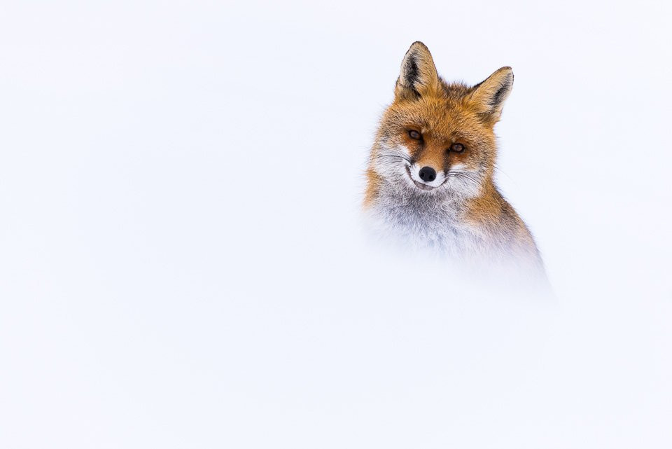 Wildlife Adventures-Pescasseroli必去景点