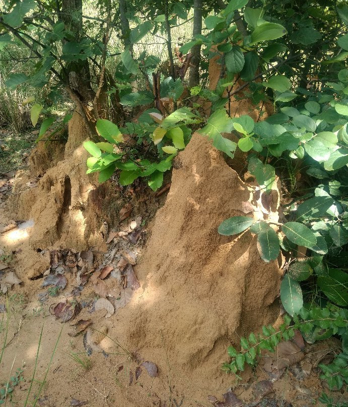 Aranyasundari Valkimachan-Pratappur必去景点