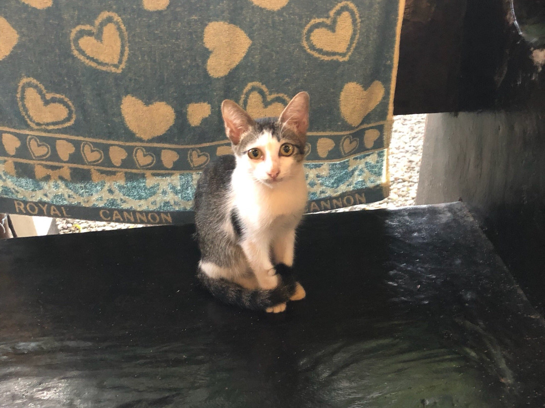 Pacifico Azul Resort主图