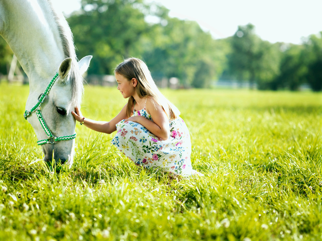 Lipica Stud Farm - Kobilarna Lipica景点图片