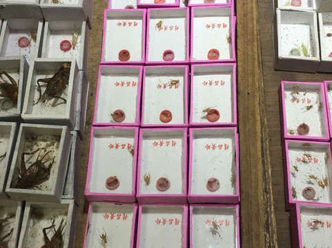 万商花鸟市场(西藏南路)-上海市必去景点