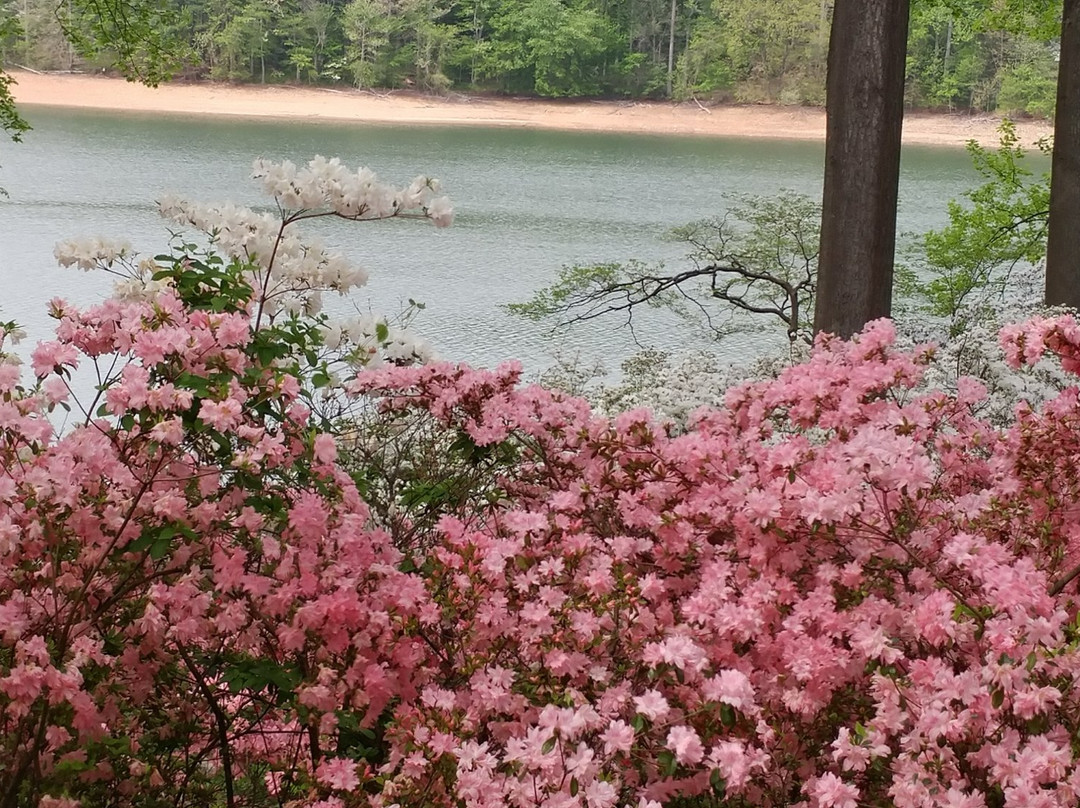 Brighton Azalea Garden景点图片