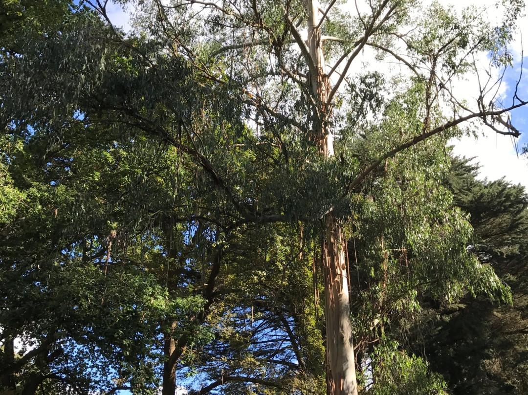 Korumburra Botanic Park-科伦布拉必去景点