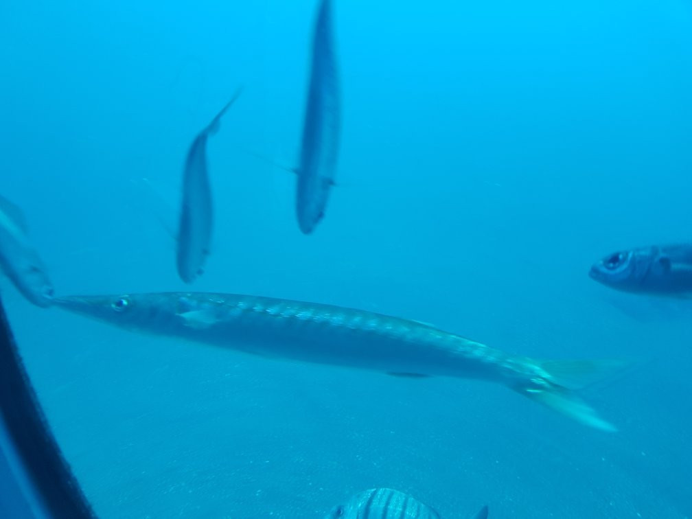 Submarine Safaris Lanzarote-卡拉罗港口必去景点