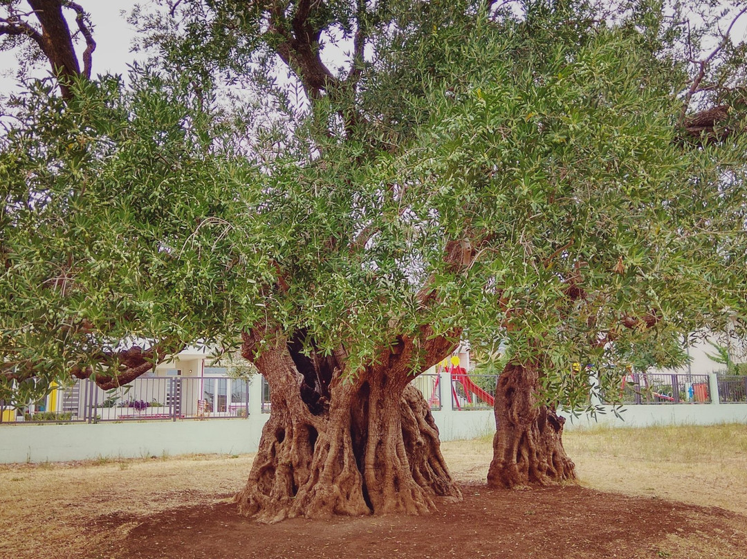 Mastrinka - Old Olive Tree景点图片