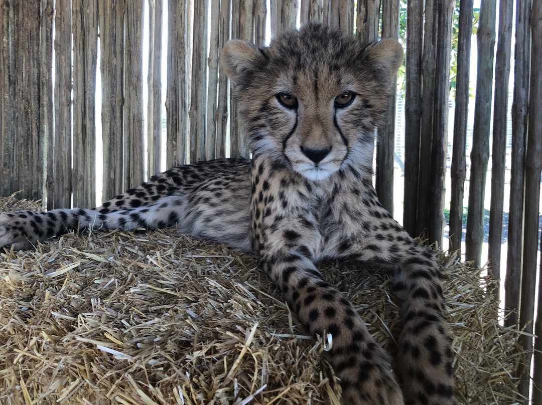 西索美塞旅游景点-Cheetah Outreach - Somerset West