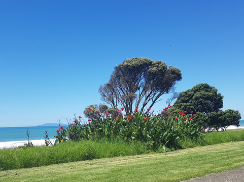 Whiritoa Beach-Whiritoa必去景点