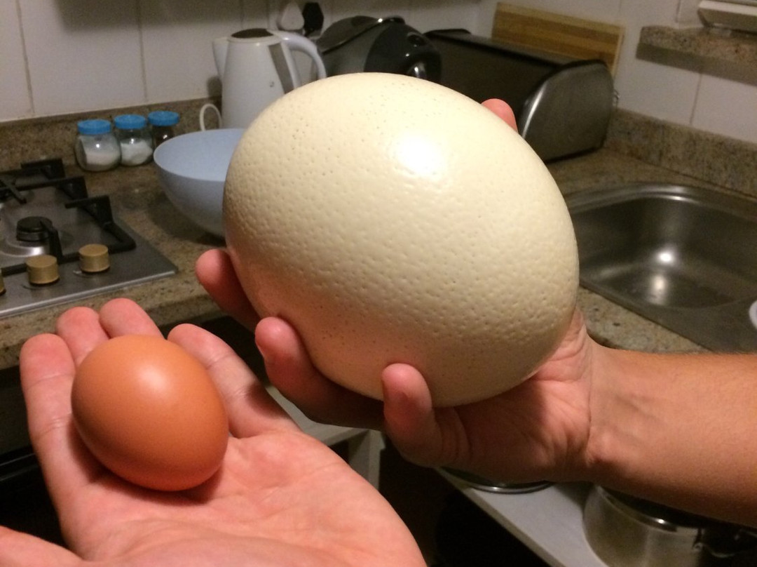 Oudtshoorn Tourism Bureau-奥兹洪必去景点