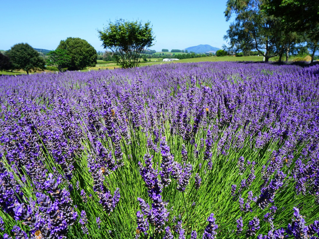 Alphra Lavenders景点图片
