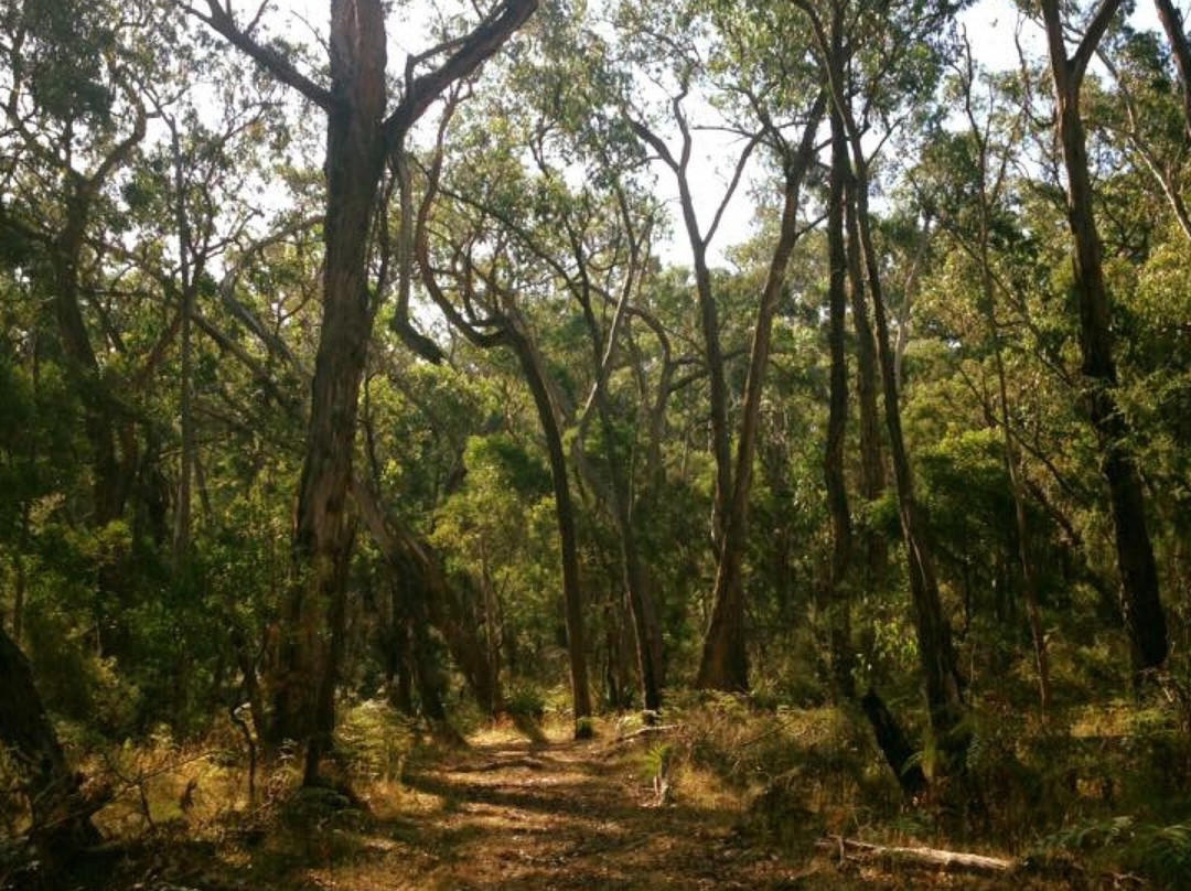 Annya State Forest景点图片