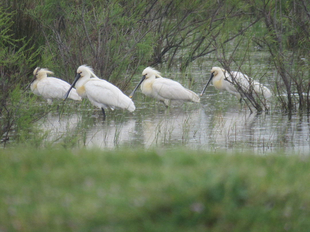 Kayaking and Biking Sulina, Danube Delta-Sulina必去景点