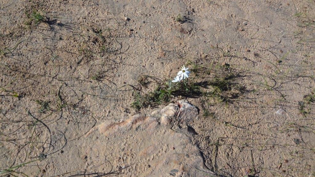 Ramskop Nature Reserve-克兰威廉必去景点