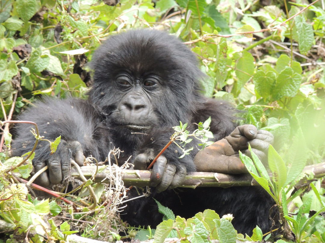 Primate Safaris景点图片