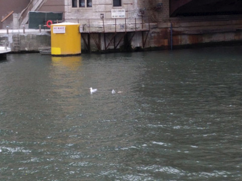 Chicago from the Lake Ltd-芝加哥必去景点