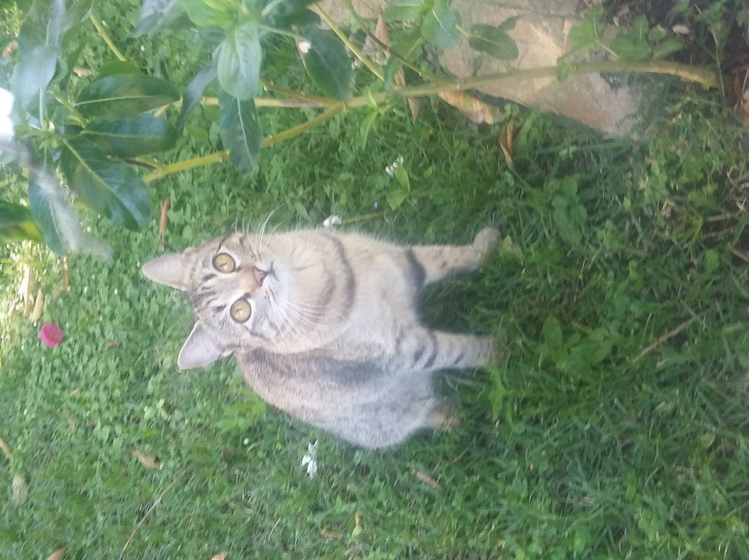 Pousada Recanto das Angelicas主图