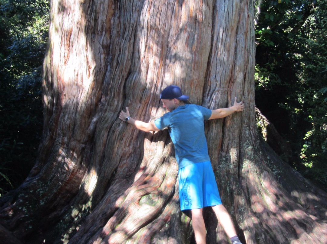 Peel Forest Park Scenic Reserve-杰拉尔丁必去景点