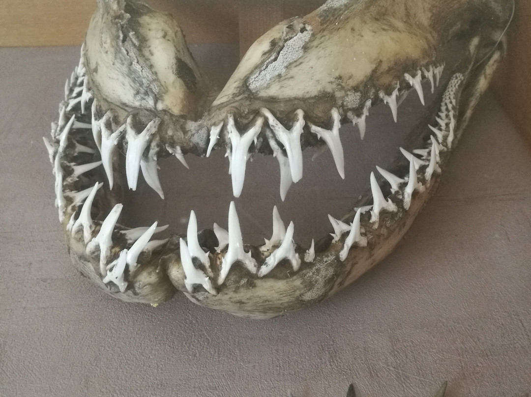 Reserve Naturelle Geologique de Saucats La Brede景点图片