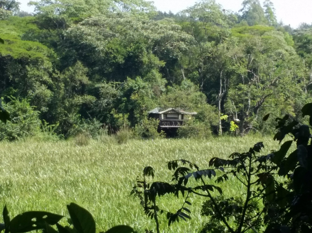 Saiwa Swamp National Park