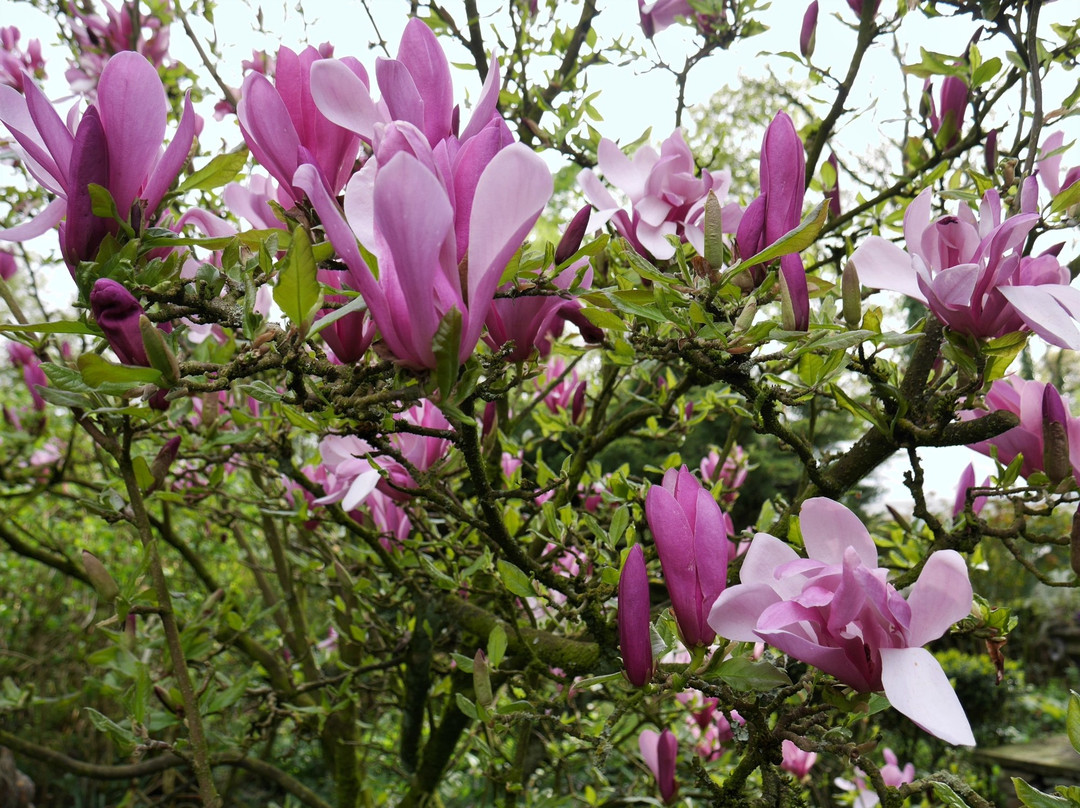 The Ridges Gardens-乔利必去景点