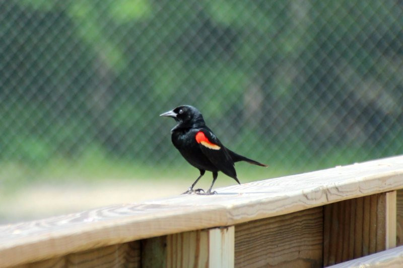 Cattail Marsh-博蒙特必去景点