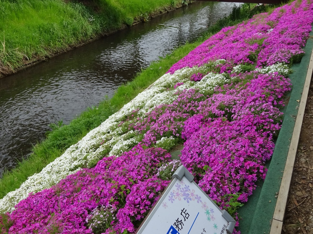 Moss Phlox of Shibuta Riverbank景点图片