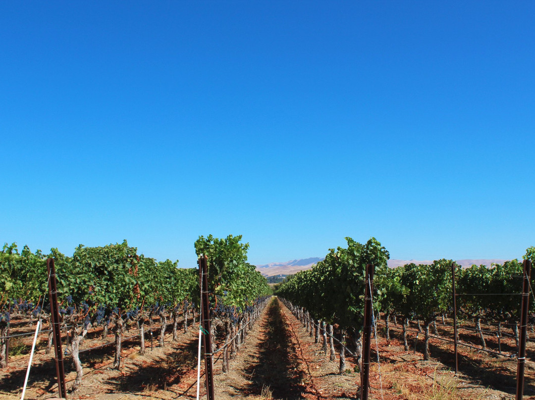 Rubino Estates Winery-普莱森顿必去景点