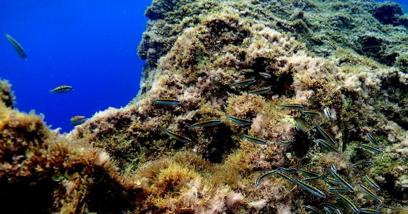 Innerdive-圣劳伦斯必去景点