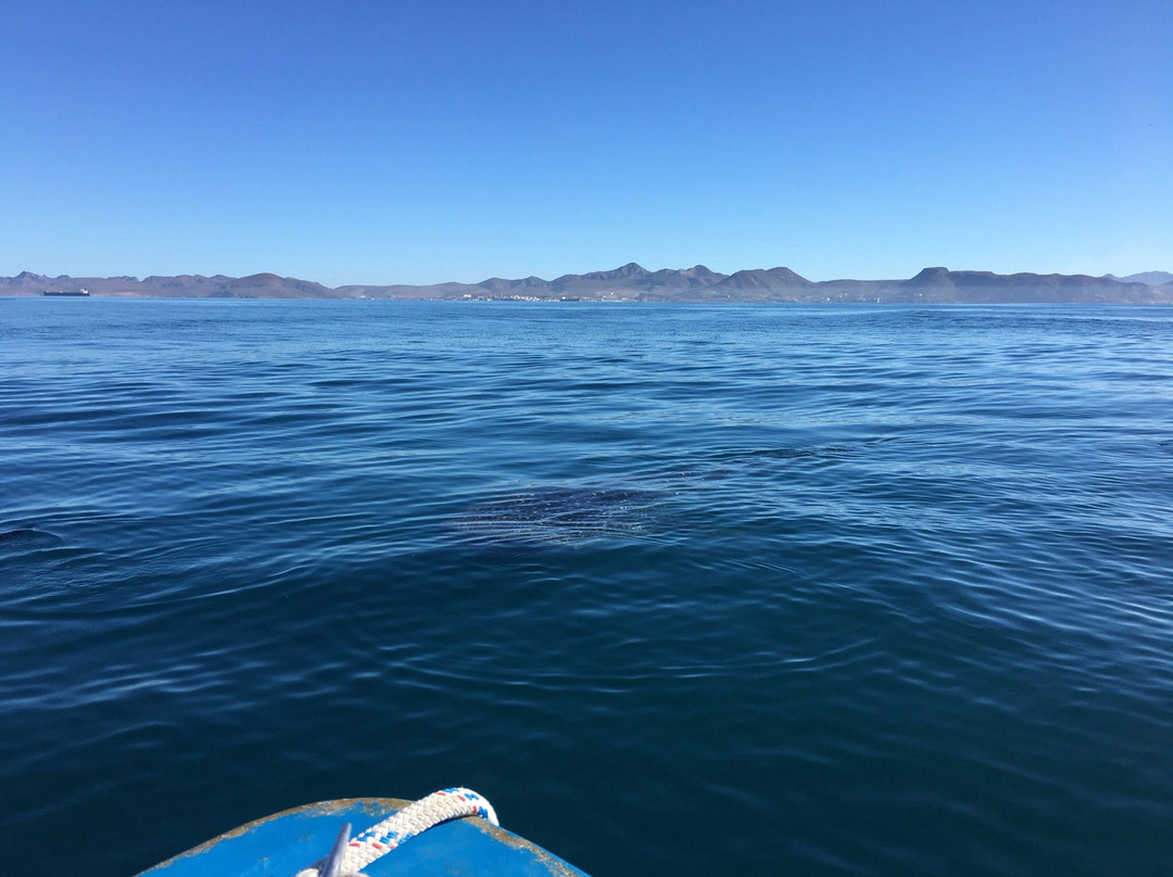 Whale Shark Boat Tours-拉巴斯必去景点