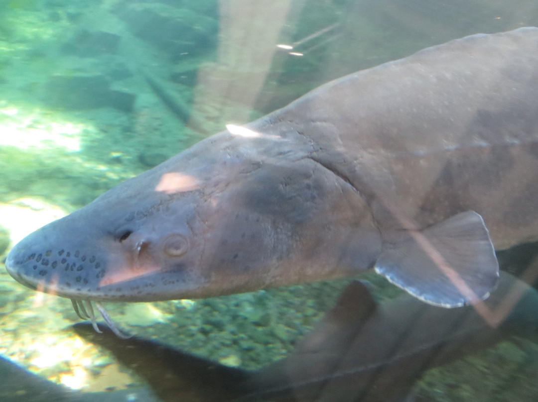 Sturgeon Viewing Pond and Interpretive Center-Cascade Locks必去景点