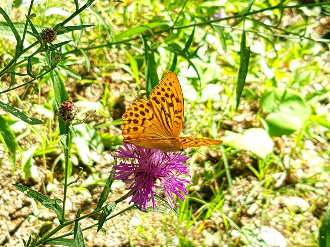 Giardino Botanico Di Pietra Corva景点图片