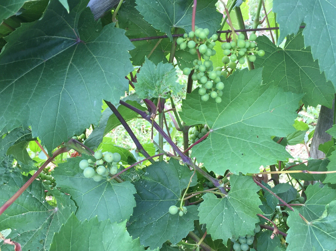 La Route des Vins-Cowansville必去景点