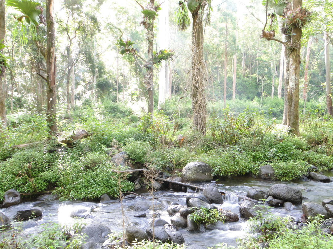 Sine Cera Rainforest Retreat