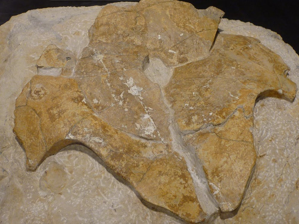 Ichnospace, Musée d'Empreintes de Dinosaures-Luzech必去景点