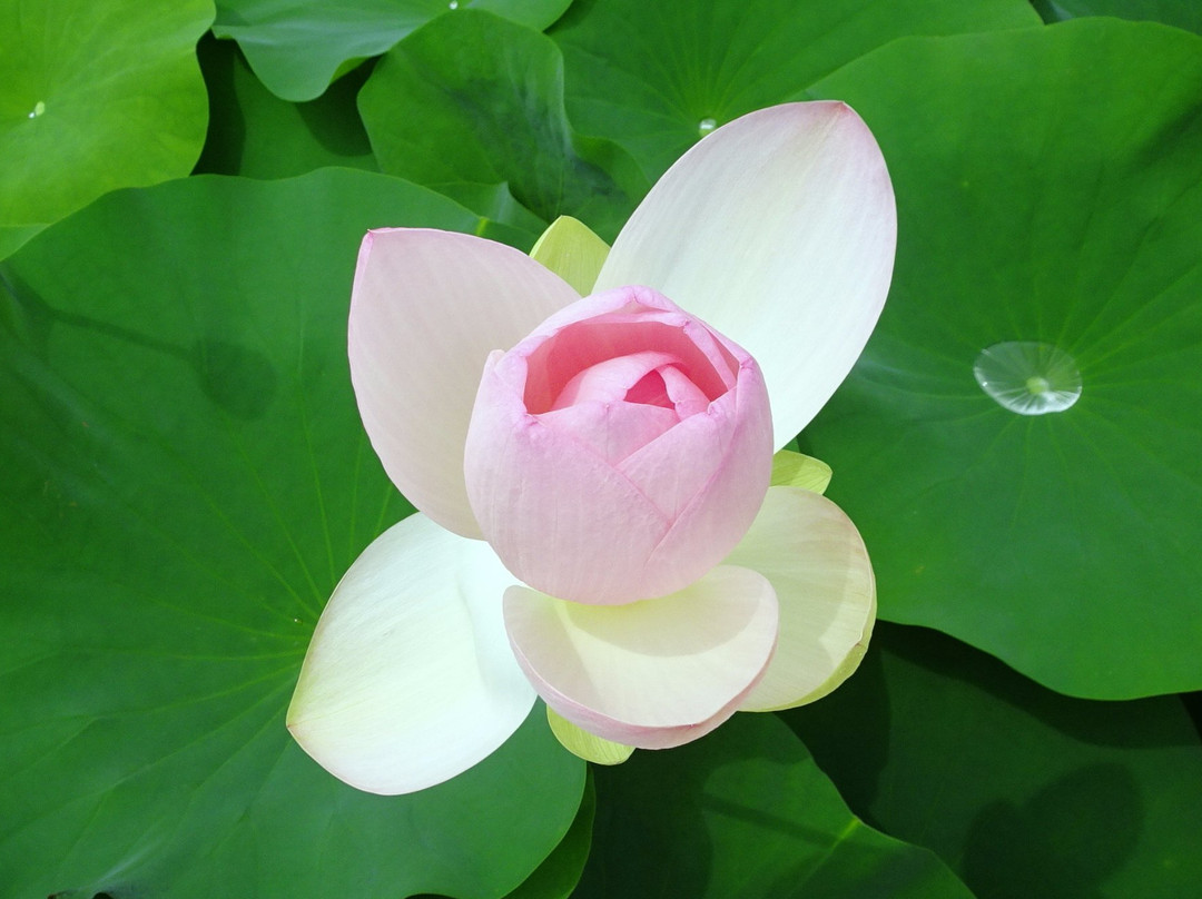 Maihiren no Sato-御坊市必去景点