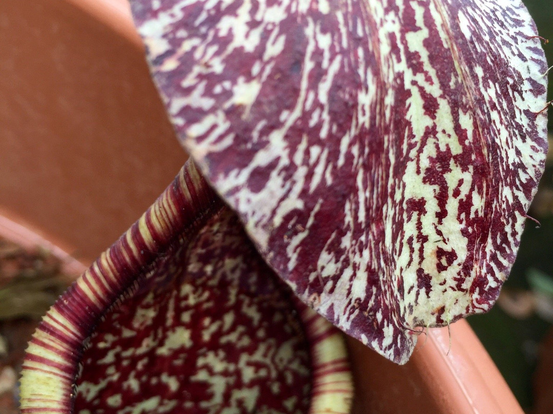 Pitcher Plants Garden-古晋必去景点