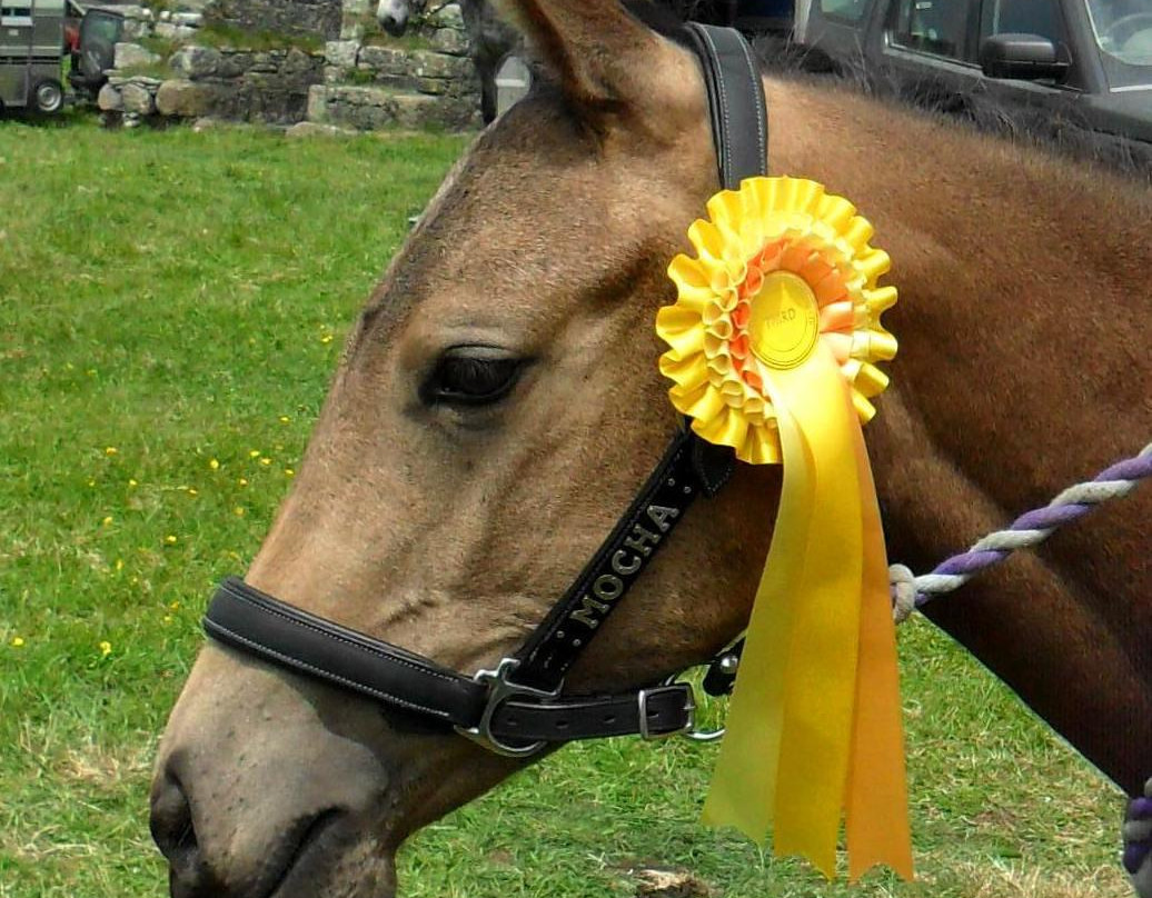 Newton Equestrian Holidays-Mullion必去景点