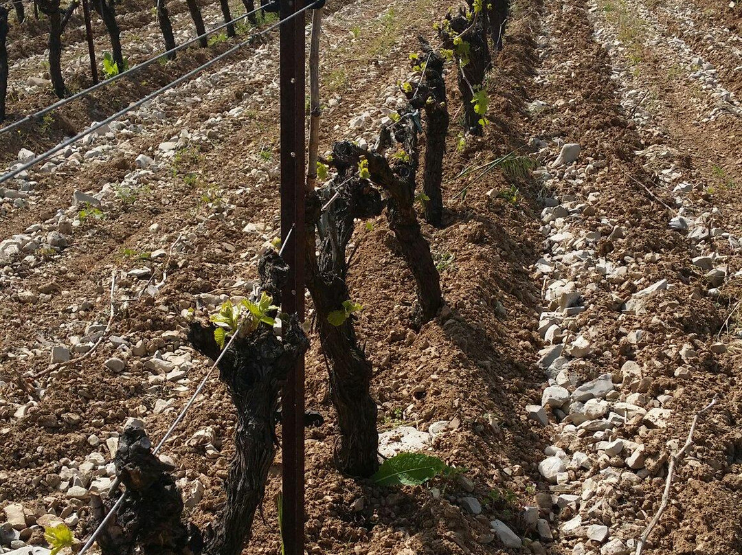 Les Terrasses Cévenoles-Saint-Hippolyte-du-Fort必去景点