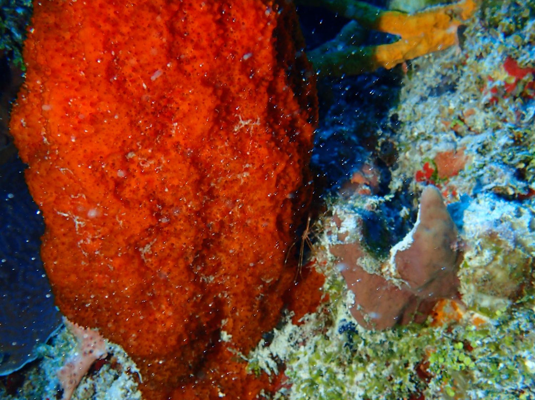 El Paso del Cedral Reef-考祖梅必去景点