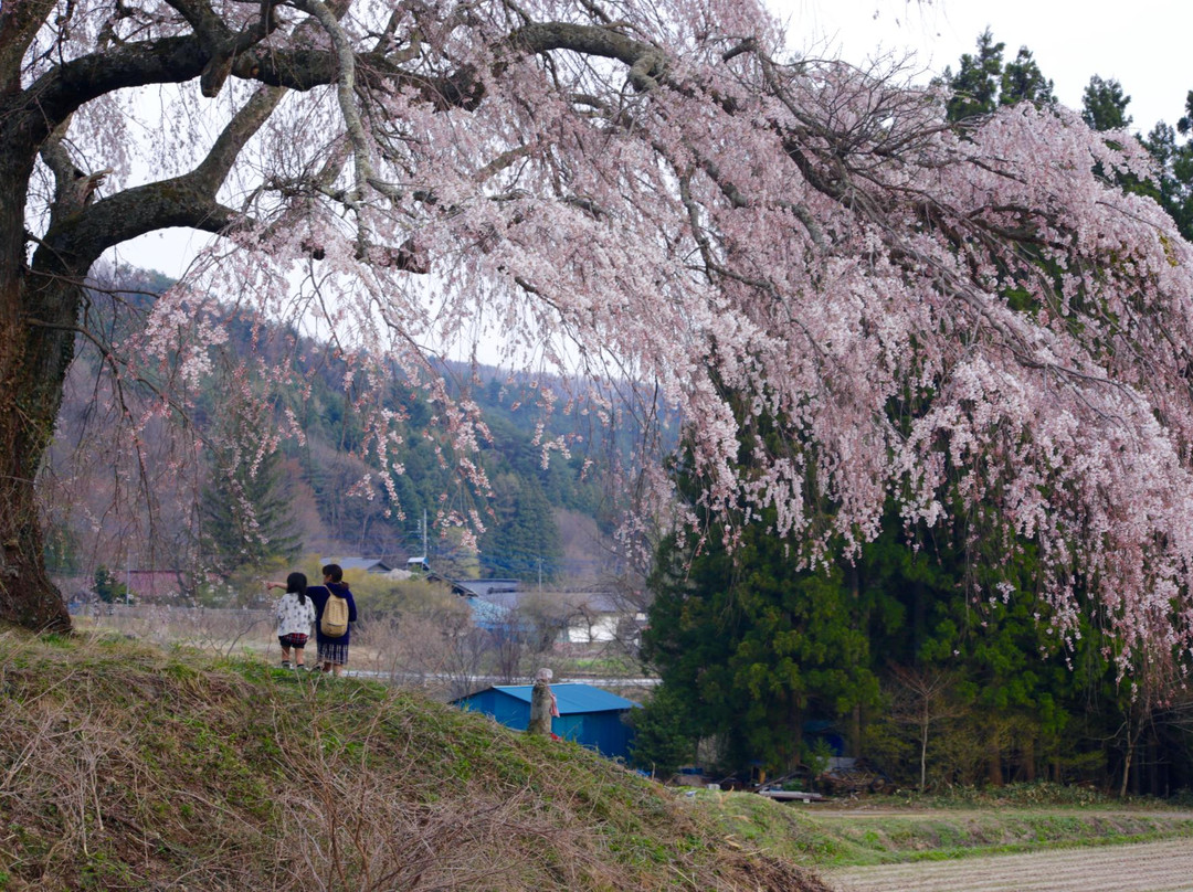 Kamihotchi Weeping Cherry Blossom-沼田市必去景点