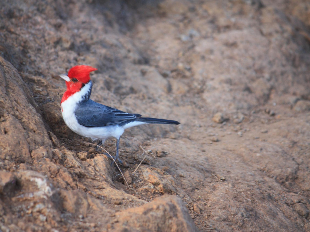 Hanakoa Falls-哈纳雷伊必去景点