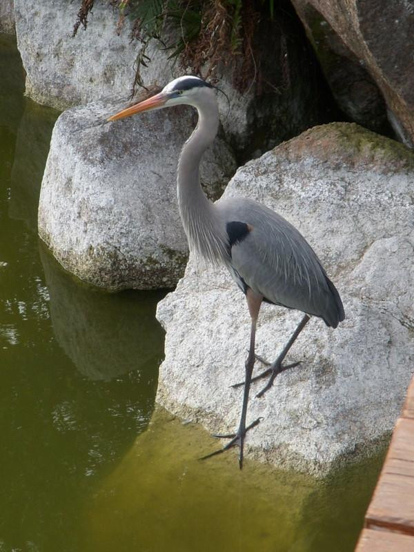 Loxahatchee Slough Natural Area-棕榈滩花园必去景点