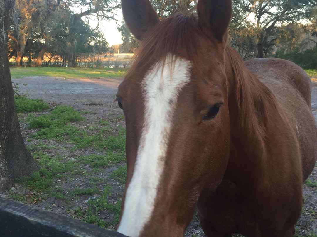 Cypress House Ranch-Bushnell必去景点