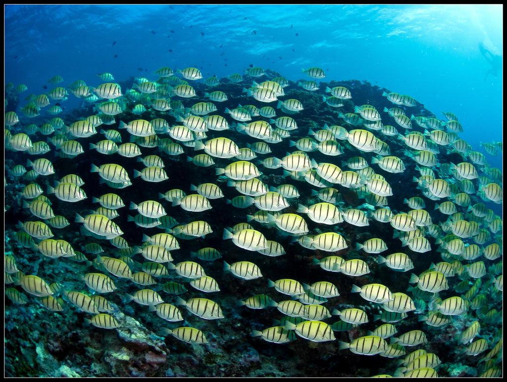 Scubananas Reunion Plongee-圣亮必去景点